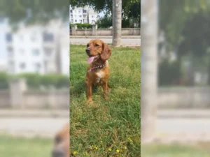 Rosy – Bild 4