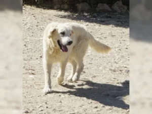 Balou – Bild 11