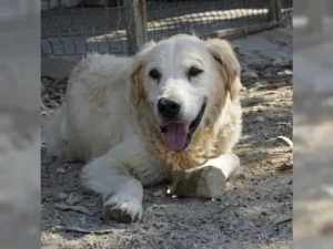 Balou – Bild 1