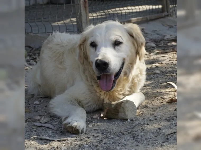 Balou