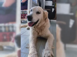 Balou – Bild 10