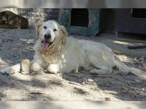Balou – Bild 9
