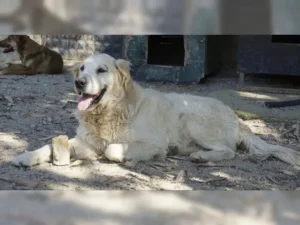 Balou – Bild 7