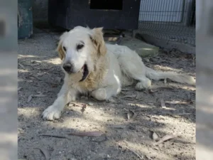 Balou – Bild 8