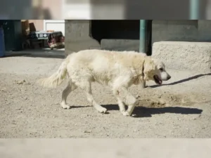 Balou – Bild 3