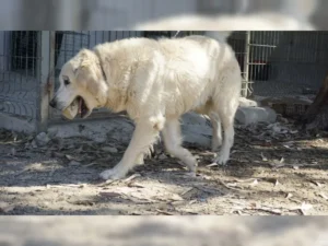 Balou – Bild 6