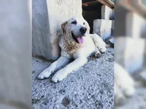 Balou – Bild 5