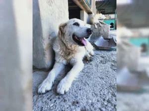 Balou – Bild 4