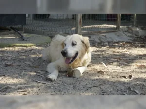 Balou – Bild 2