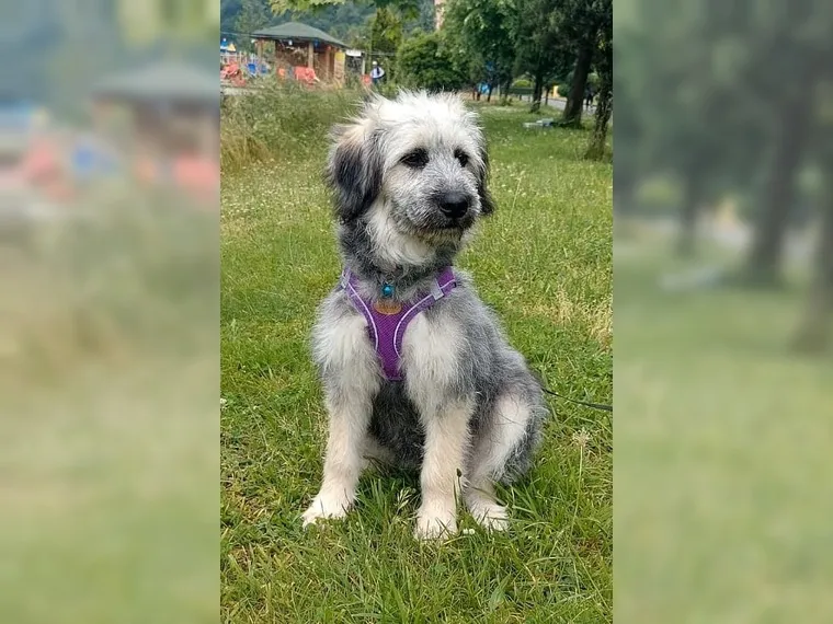 Bella