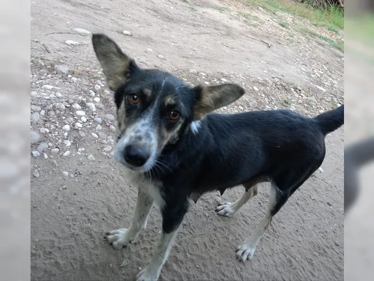 Suzie