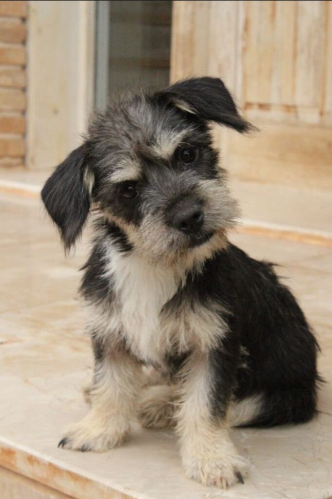 Coco
