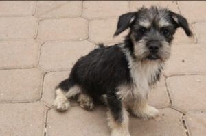 Coco – Bild 8