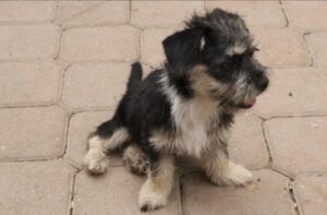 Coco – Bild 5