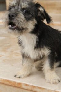 Coco – Bild 4
