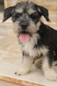 Coco – Bild 3