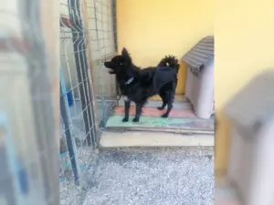 Layka – Bild 4