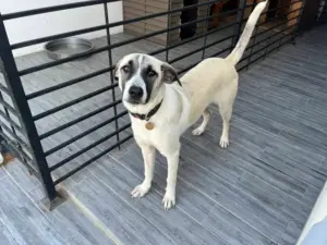 Luna – Bild 4