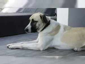 Luna – Bild 6