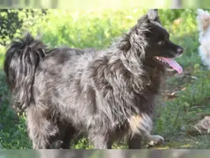 Layka – Bild 23