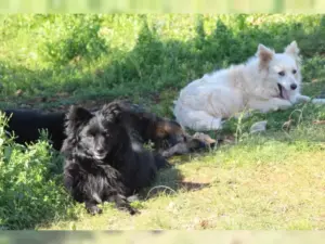 Layka – Bild 25