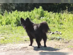 Layka – Bild 26