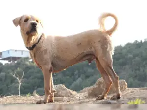 Boomer – Bild 6