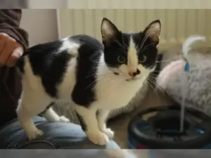 Elvis – Bild 8