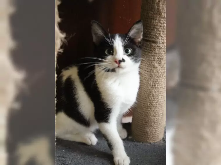 Elvis