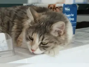 Sugar – Bild 2
