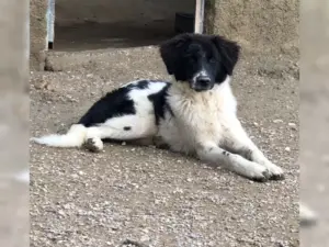 Yasha – Bild 6