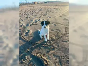 Nala – Bild 8