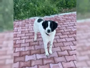Nala – Bild 9