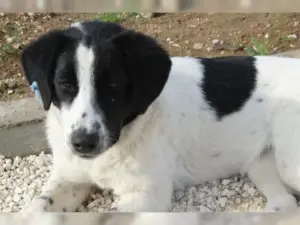 Nala – Bild 12