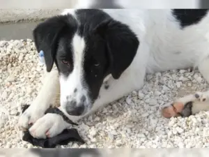 Nala – Bild 1
