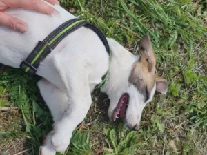 Theo – Bild 10