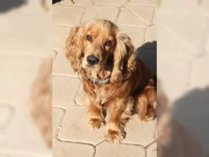 Pascha – Bild 1