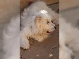 Merlin – Bild 2