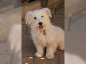 Merlin – Bild 1