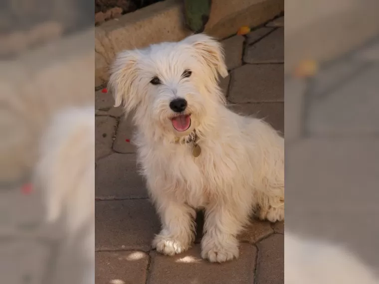 Merlin