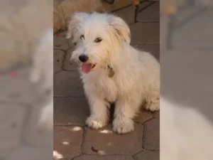 Merlin – Bild 3
