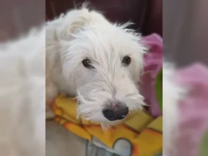 Merlin – Bild 4