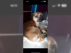 Balu – Bild 2