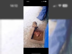 Balu – Bild 3