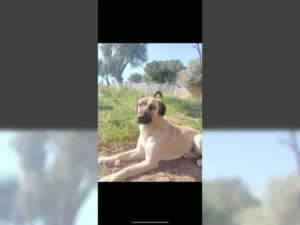 Balu – Bild 4
