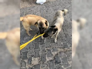 Balu – Bild 5