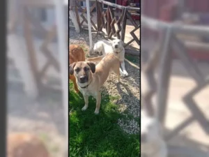 Balu – Bild 6