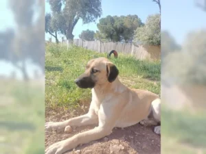Balu – Bild 7