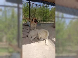 Balu – Bild 8