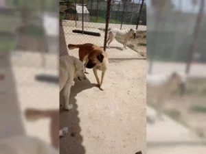 Balu – Bild 9